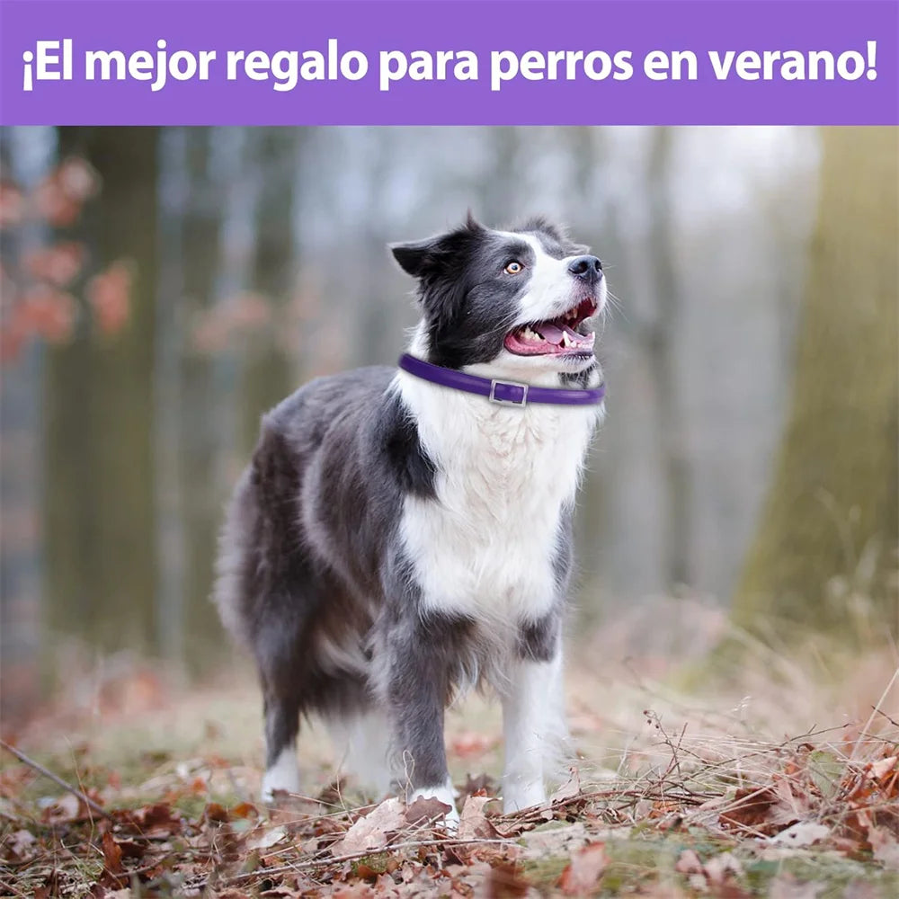 DEWEL Anti Flea Dogs Collar 8 Months Effective Protection Natural Safe