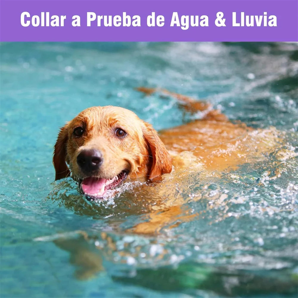DEWEL Anti Flea Dogs Collar 8 Months Effective Protection Natural Safe