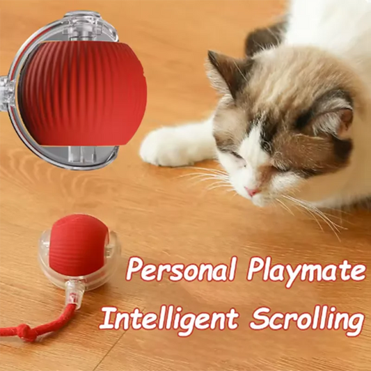 Hot cat toys are automatically teasing cat balls and self-exciting cat sticks and ticks and resistant to wear and bite pet toys