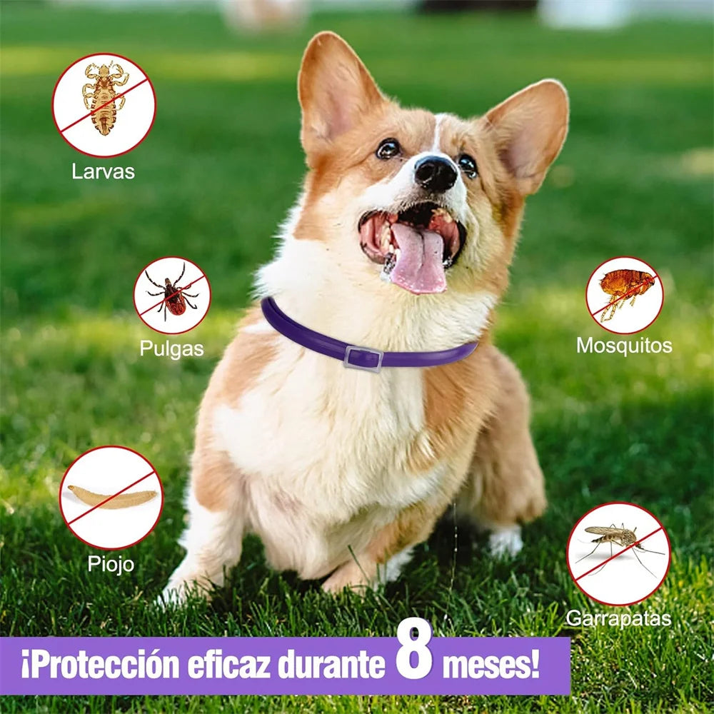 DEWEL Anti Flea Dogs Collar 8 Months Effective Protection Natural Safe